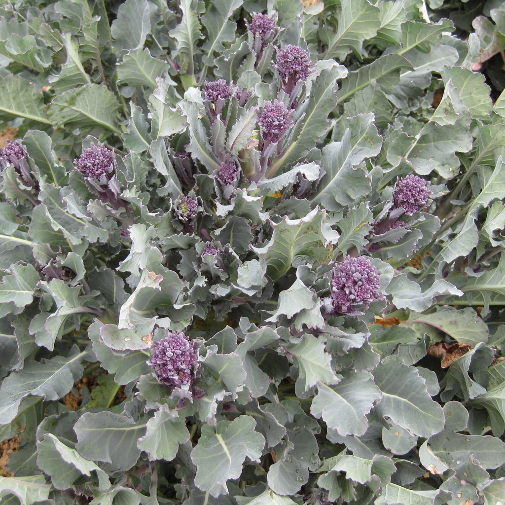 6 x Organic Purple Sprouting Broccoli Plug Plants