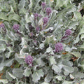 6 x Organic Purple Sprouting Broccoli Plug Plants