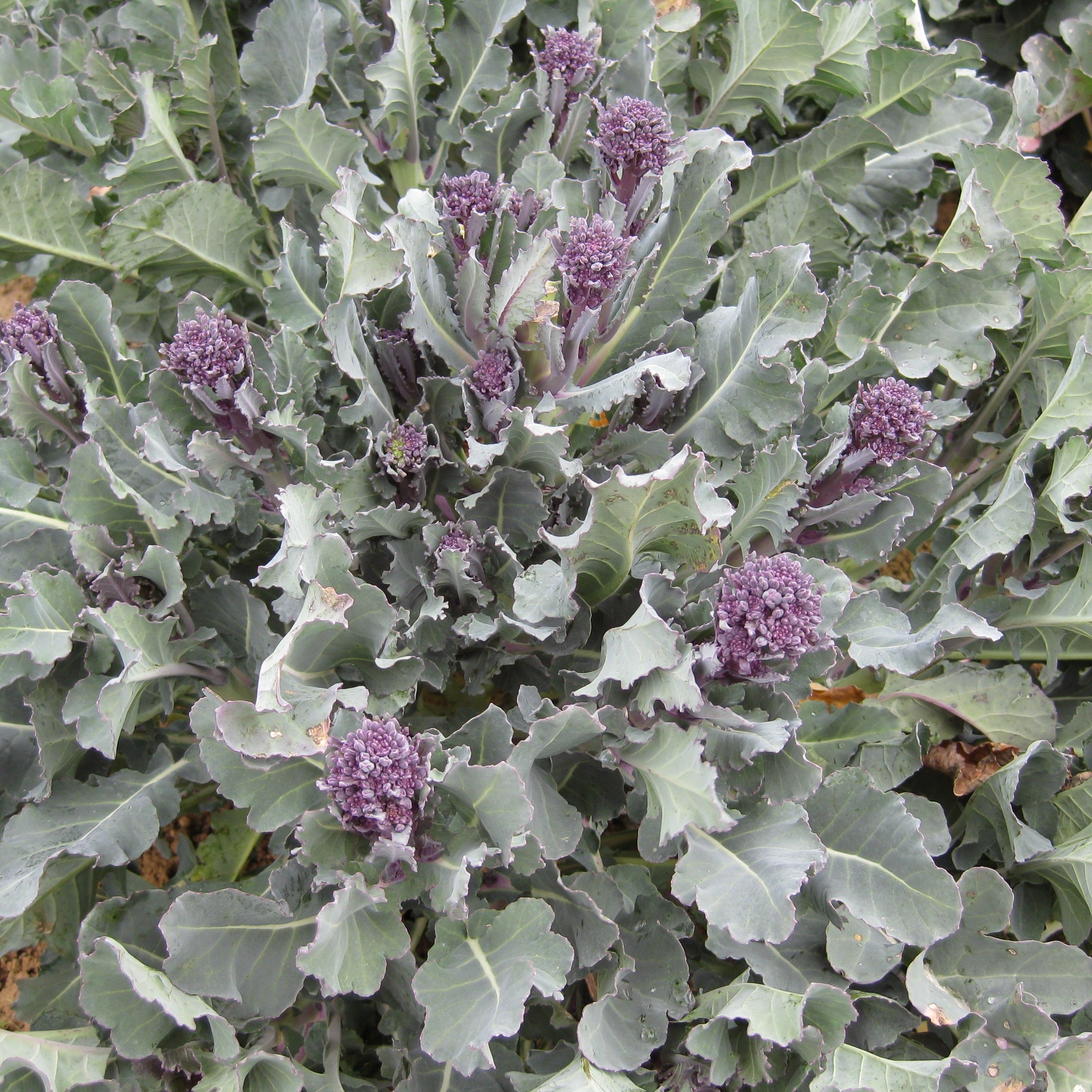 6 x Organic Purple Sprouting Broccoli Plug Plants