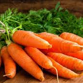 6 x Organic Carrot Plug Plants