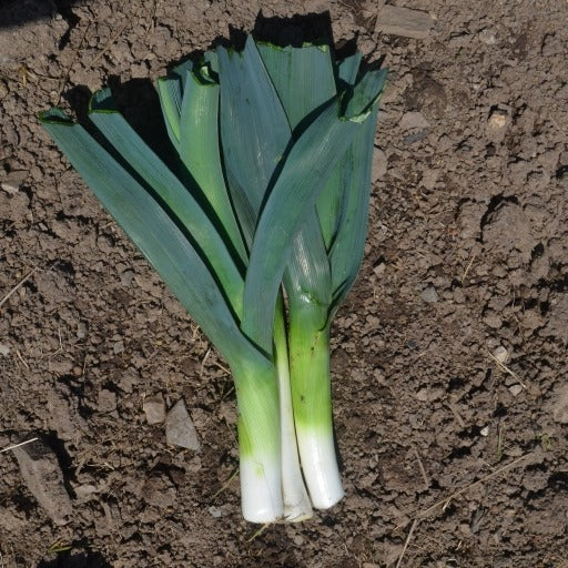 6 x Organic Leek Plug Plants