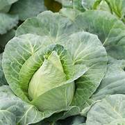 6 x Organic Pointed Cabbage Plug Plants
