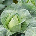6 x Organic Pointed Cabbage Plug Plants