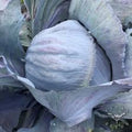 6 x Organic Red Cabbage Plug Plants