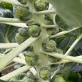 6 x Organic Brussels Sprout Plug Plants