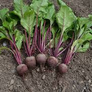 6 x Organic Beetroot Plug Plants