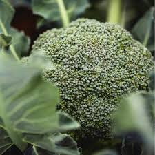 6 x Organic Broccoli Plug Plants