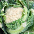 6 x Organic Cauliflower Plug Plants