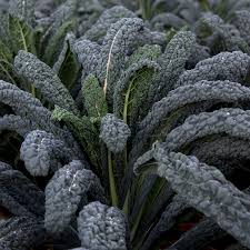 6 x Organic Cavolo Nero Plug Plants