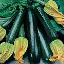 6 x Organic Courgette Plug Plants