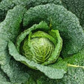 6 x Organic Savoy Cabbage Plug Plants